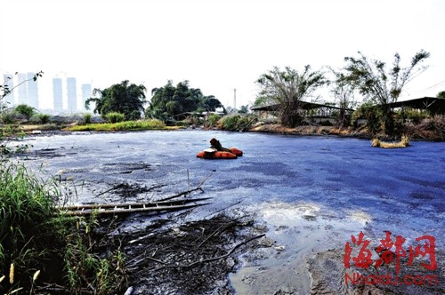 冠洲村一家养猪场，把猪粪水都排到这个约有200平方米的池塘后，就放任不管了