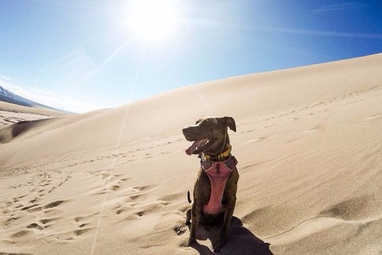 美国小伙患绝症毅然辞职,带爱犬周游全美