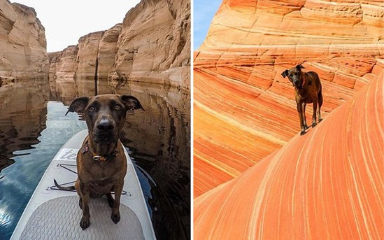 美国小伙患绝症毅然辞职,带爱犬周游全美