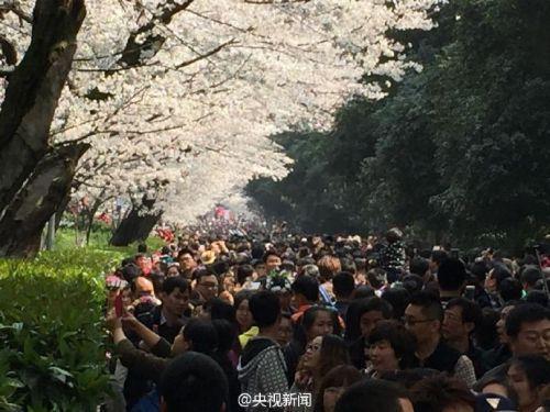 武大否认借校园樱花敛财 收费为维持校园秩序