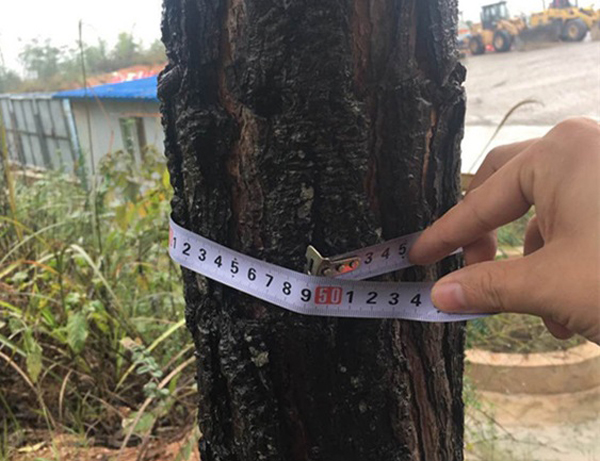 该地块西侧,保留的35亩退耕林地的树木,经测量,该树周长约49.5厘米,直径约14.7厘米。