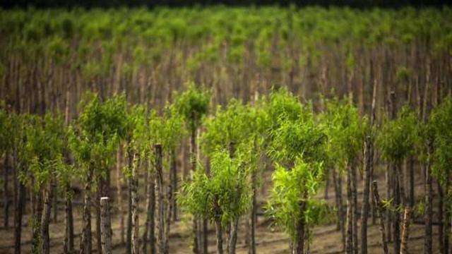 八年围封七万亩沙漠！陕北治沙人卖矿筹亿元资金，造万亩绿洲！