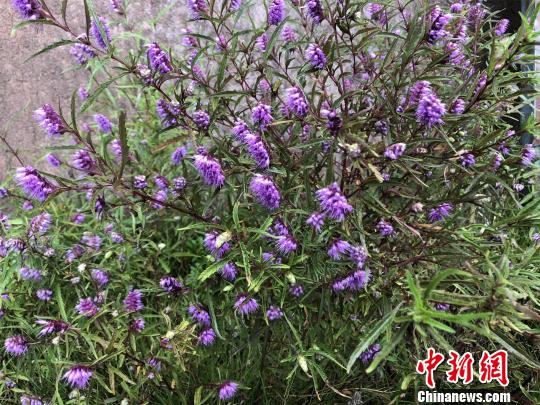 湖北大冶：矿冶之城的生态转型路径