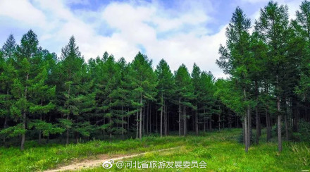 绝美塞罕坝，每一张都美的像壁纸