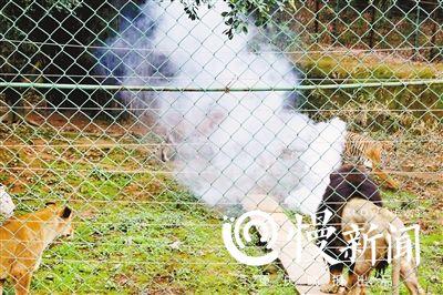 万元无人机航拍老虎 被一掌击落“秒变残渣”