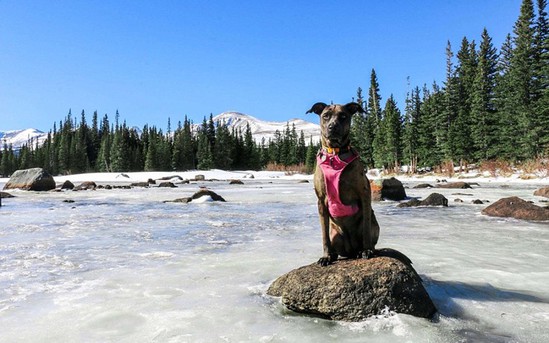 美国小伙患绝症毅然辞职,带爱犬周游全美