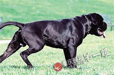 养了五年的狗为何将主人咬成重伤 