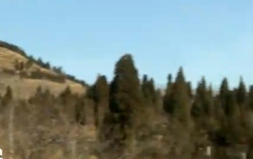 济南村民捡6斤重野生灵芝 散发淡淡香味(图)