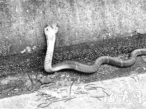 眼镜蛇立起的样子，吓了骑友一跳（网友供图）