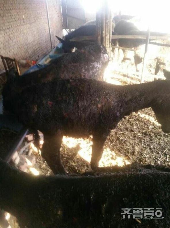 山东农妇打个喷嚏烧伤8头驴 一下损失4万多元