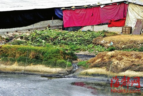 直排到河里的猪粪水乌黑腥臭，还泛着泡沫