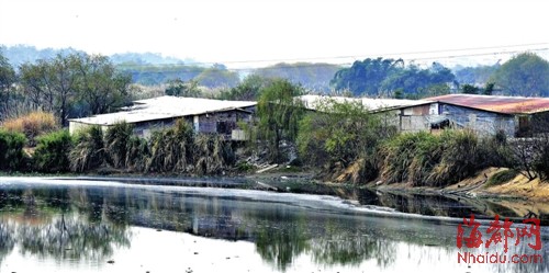 养猪场就盖在河边，粪水直排到河里