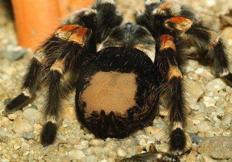 千奇百怪机场走私物:女子用3磅毒品隆胸欲闯关