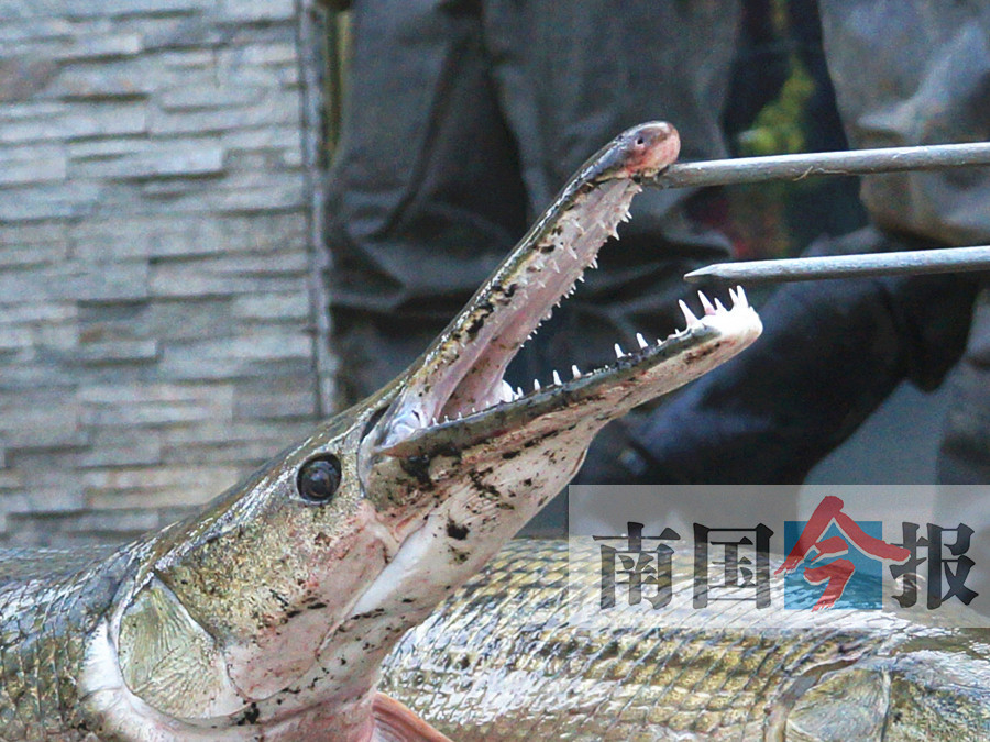 柳州河东公园再围捕"水中杀手" "大怪鱼"长达1米