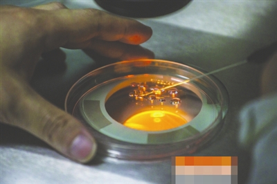 　　13日，医生在显微镜下对将要进行冷冻的受精卵胚胎，进行处理液浸泡的预处理