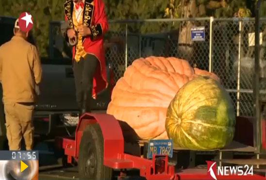 美国小学老师种出866公斤重“巨无霸”南瓜