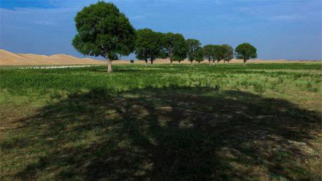 八年围封七万亩沙漠!陕北治沙人卖矿筹亿元资金,造万亩绿洲!