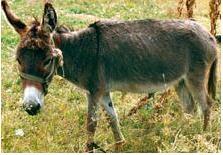 山东农妇打个喷嚏烧伤8头驴 一下损失4万多元