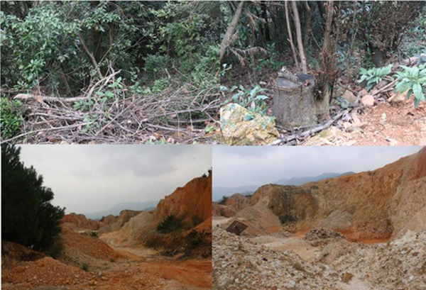 万年县被盗采滥伐的树木和破坏的植被一角。