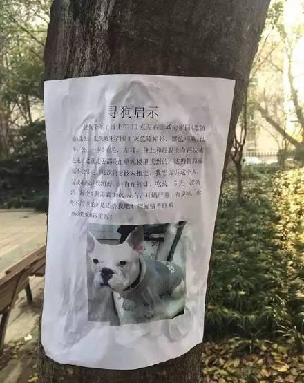 最牛寻狗启示：我家狗每周花一千 你吃不消养的