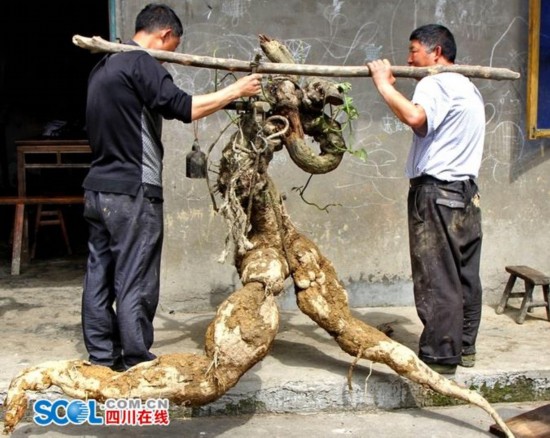 “奔跑的葛根”