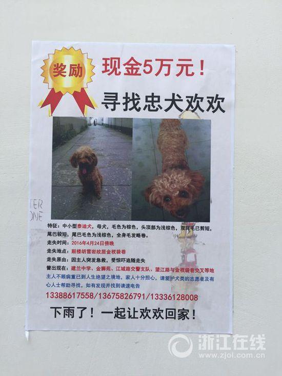 忠犬助杭州大姐摆脱抑郁 机智救了主人一命后追救护车走丢