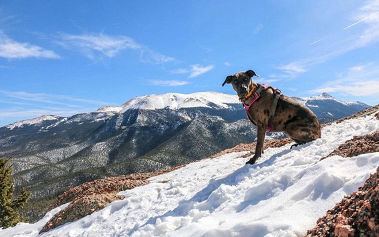 美国小伙患绝症毅然辞职,带爱犬周游全美