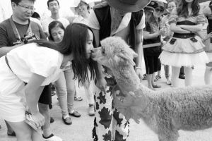 移动互联网大会期间“草泥马”站台