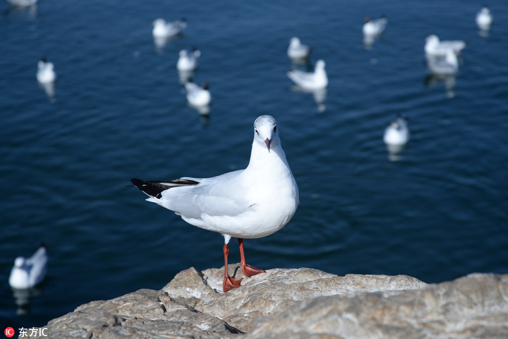 2月24日，来自西伯利亚的海鸥在大理洱海越冬。