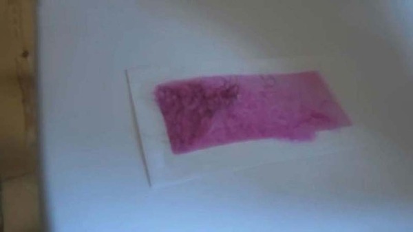 捷克男子恶搞女友遭报复，赤身裸体被粘在椅子上。（网页截图）