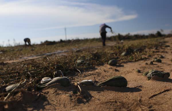 海南一村庄收到霉烂中式糕点 称鸡都不吃