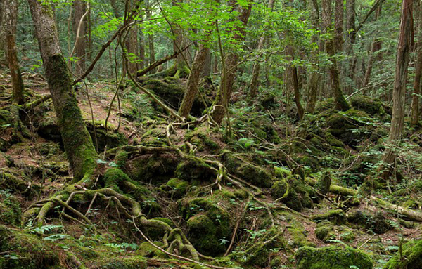 每年,日本死亡森林青木原中会发现并且移走多达上百具尸体。(网页截图)