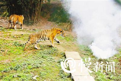 万元无人机航拍老虎 被一掌击落“秒变残渣”