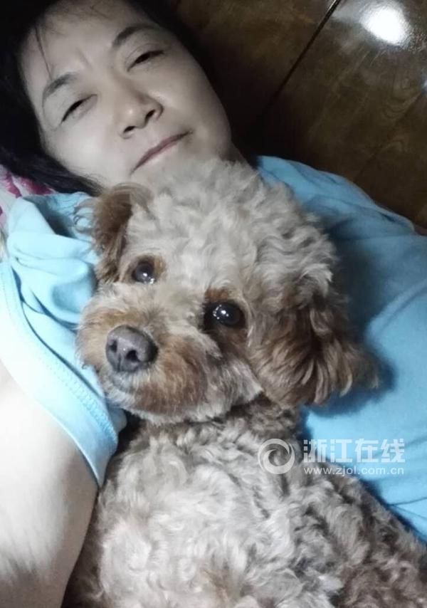 忠犬救主人后追救护车走丢 女子悬赏5万寻狗