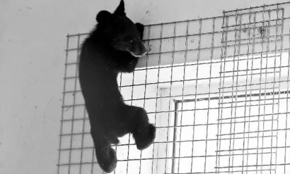 小熊在动植物公园的隔离检疫场不吃不喝，趴在铁丝网上 新文化记者 蒋盛松 摄 