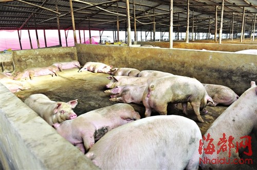 两个村数十家养猪场，小的养有数百头猪，大的养有数千头猪