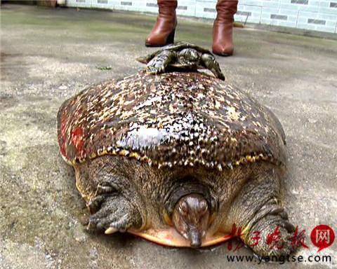 渔民捕到百岁老甲鱼 满身镶嵌“珍珠”(图)