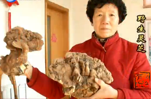 济南村民捡6斤重野生灵芝 散发淡淡香味(图)