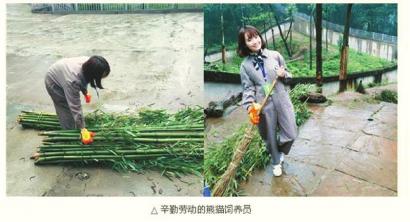 刘小溪体验熊猫饲养员生活。