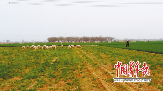 四周地块的麦苗长了一尺来高，由于“毁约弃耕”，柏乡县内三村村民的70多亩耕地却荒草丛生，成了邻村羊倌牧羊的草场。本报记者樊江涛/摄