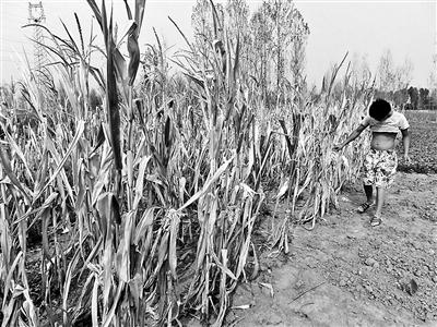 河南63年来最重旱灾目击：领导送水像走过场