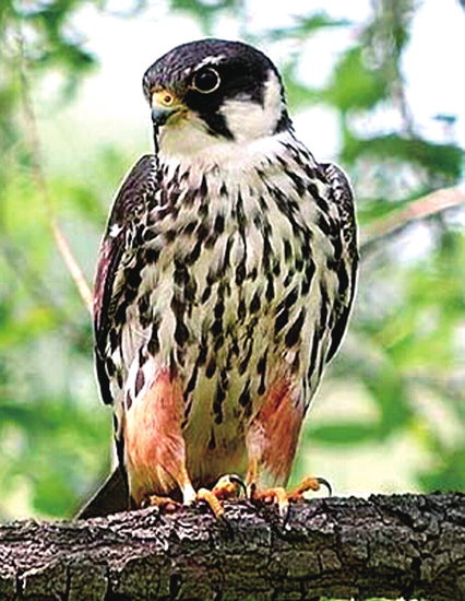 河南一大学生在家闲着没事 掏鸟16只被判10年半