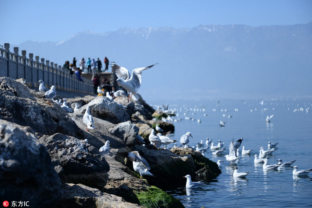 2月24日，来自西伯利亚的海鸥在大理洱海越冬。