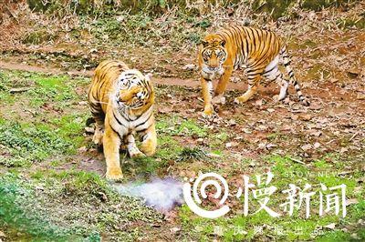 万元无人机航拍老虎 被一掌击落“秒变残渣”