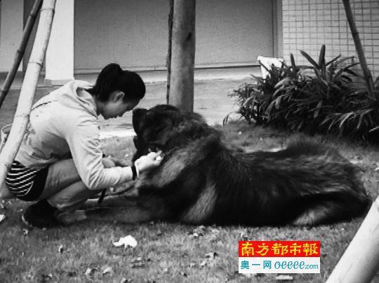 五旬女子小区遭150斤近2米高烈犬攻击 多处受伤