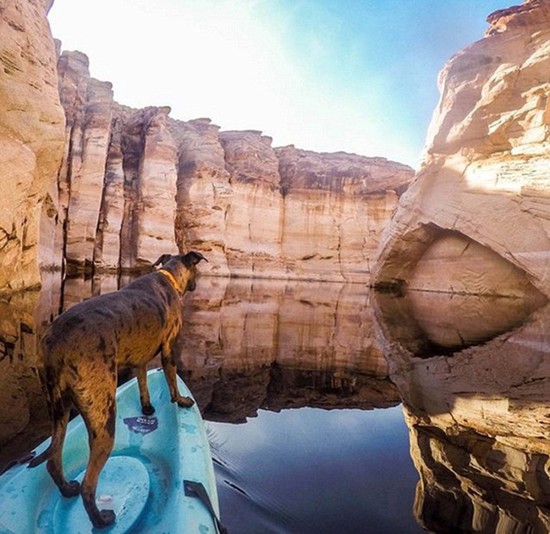 美国小伙患绝症毅然辞职,带爱犬周游全美