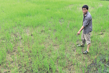 由于开裂严重，细屋冲组很多稻田无法储水。