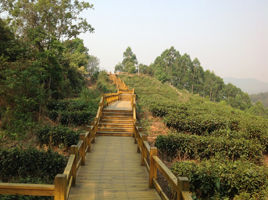 普洱市委市政府行政大楼背后龙山上的栈道，绕山一周，全为木制。