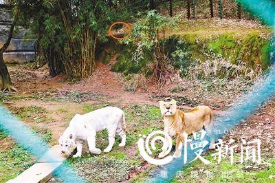 万元无人机航拍老虎 被一掌击落“秒变残渣”